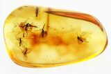 Fossil Dark-Winged Fungus Gnats and Springtail in Baltic Amber #300711-1